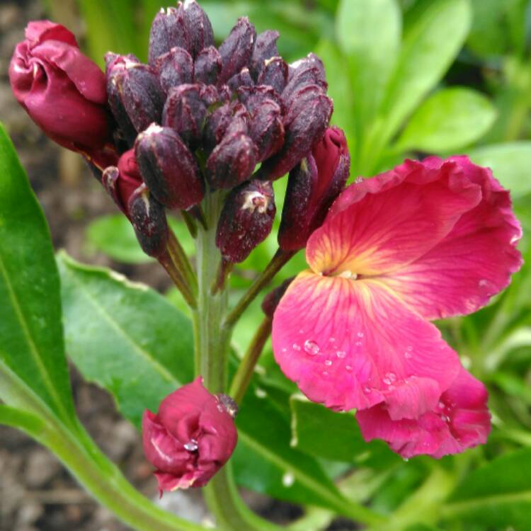 plant image 343354 plant image 343354