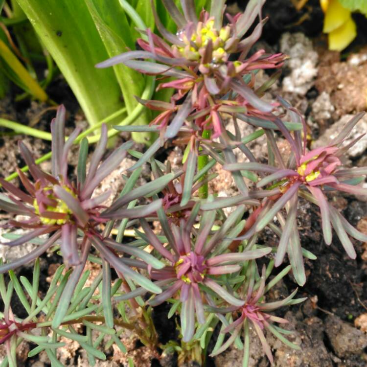 plant image 344970