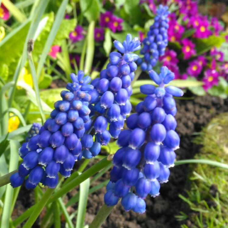 plant image 345456