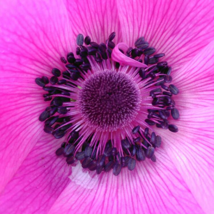 plant image 348019 plant image 348019