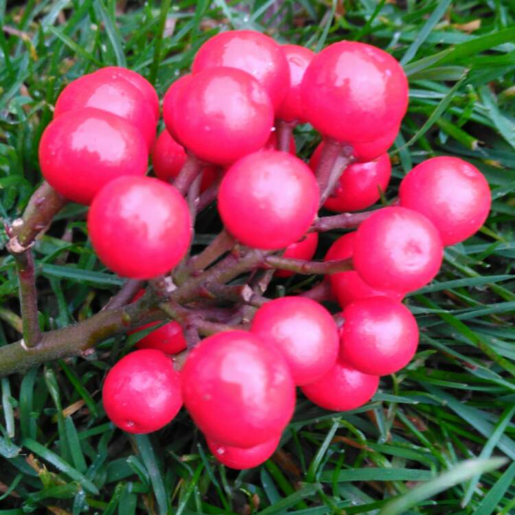 plant image 348052 plant image 348052