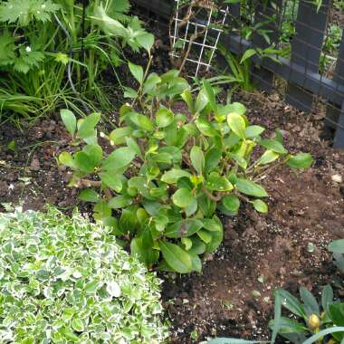 Skimmia japonica