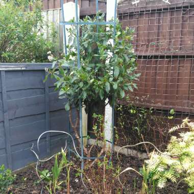 Viburnum tinus 'Eve Price'