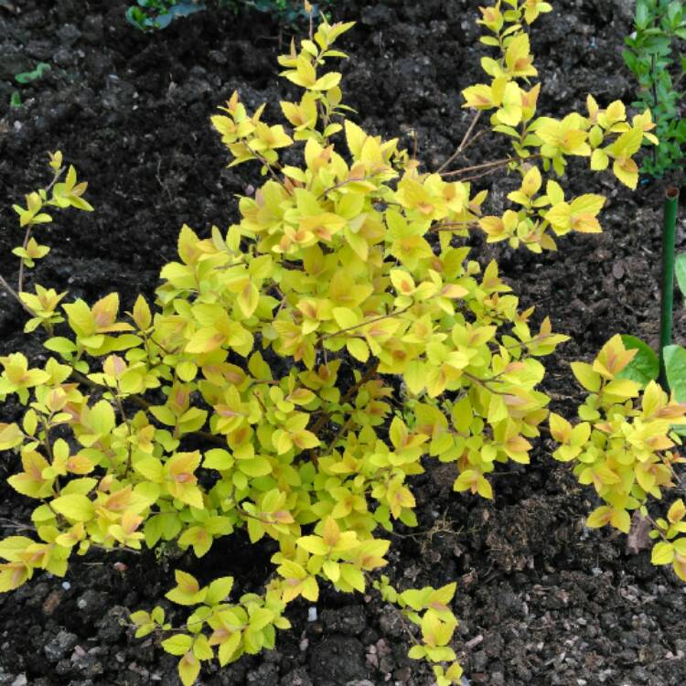 plant image 350210 plant image 350210