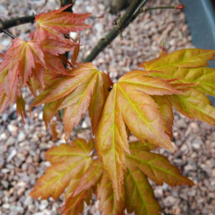 plant image 350221 plant image 350221