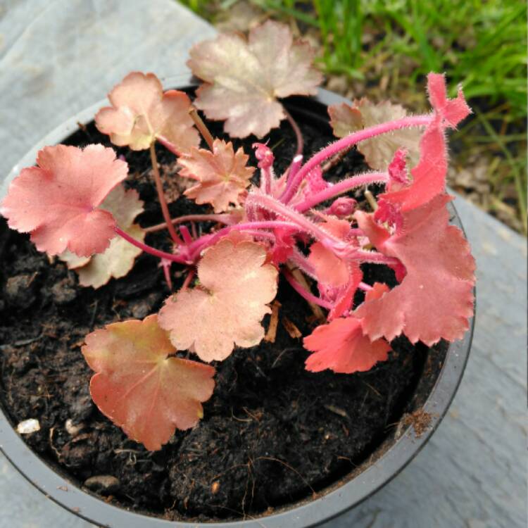 Plant image Heuchera 'Cherry Cola'