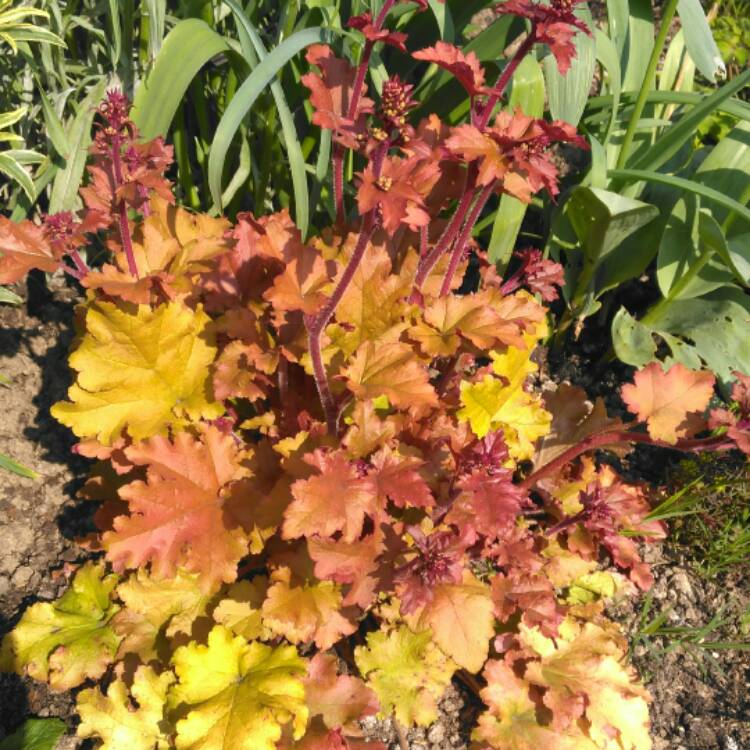 plant image 355474