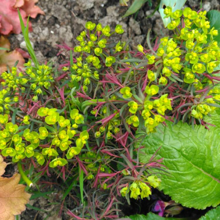 plant image 361974