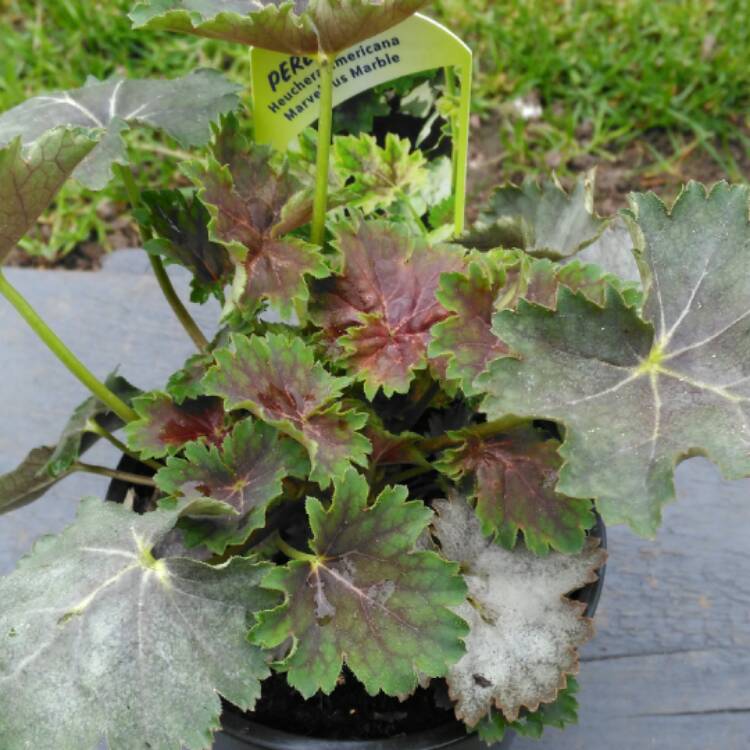 Plant image Heuchera 'Marvelous Marble'