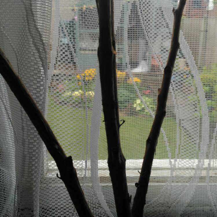 plant image 365488