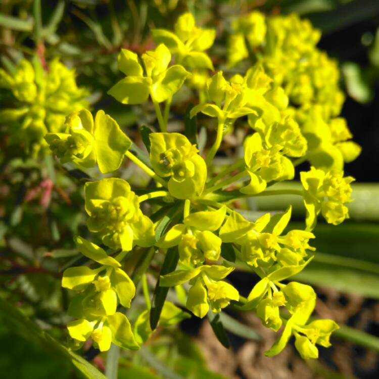 plant image 367608