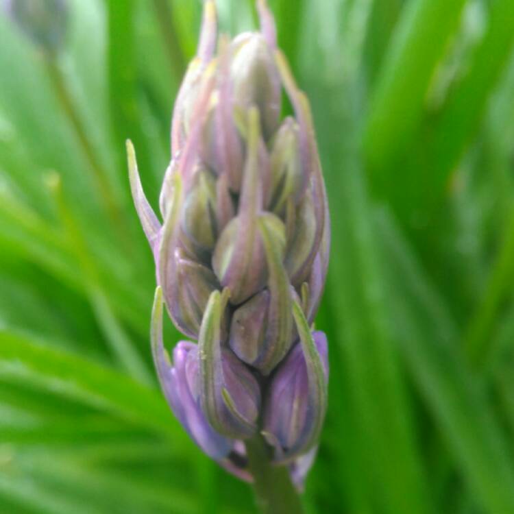 plant image 372055 plant image 372055
