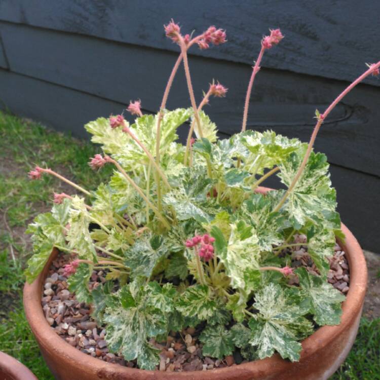 plant image 376663 plant image 376663