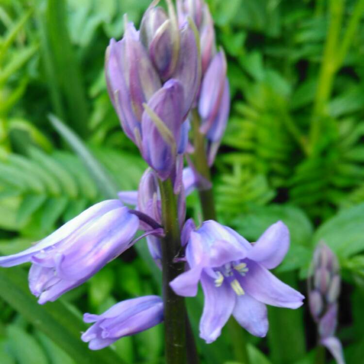 plant image 377624 plant image 377624