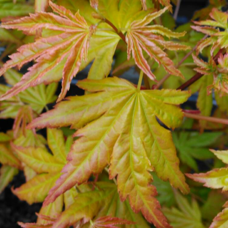 plant image 379524 plant image 379524