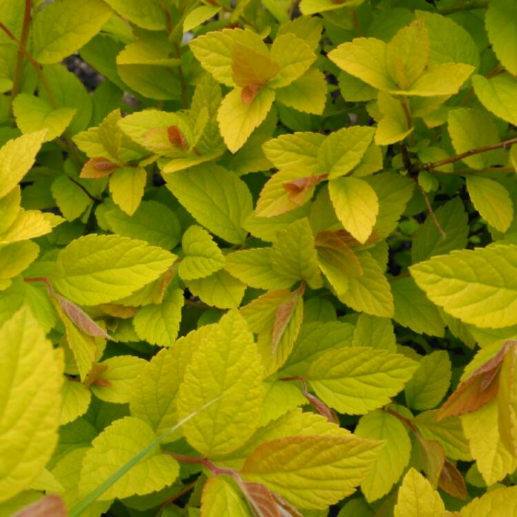 plant image 379582 plant image 379582