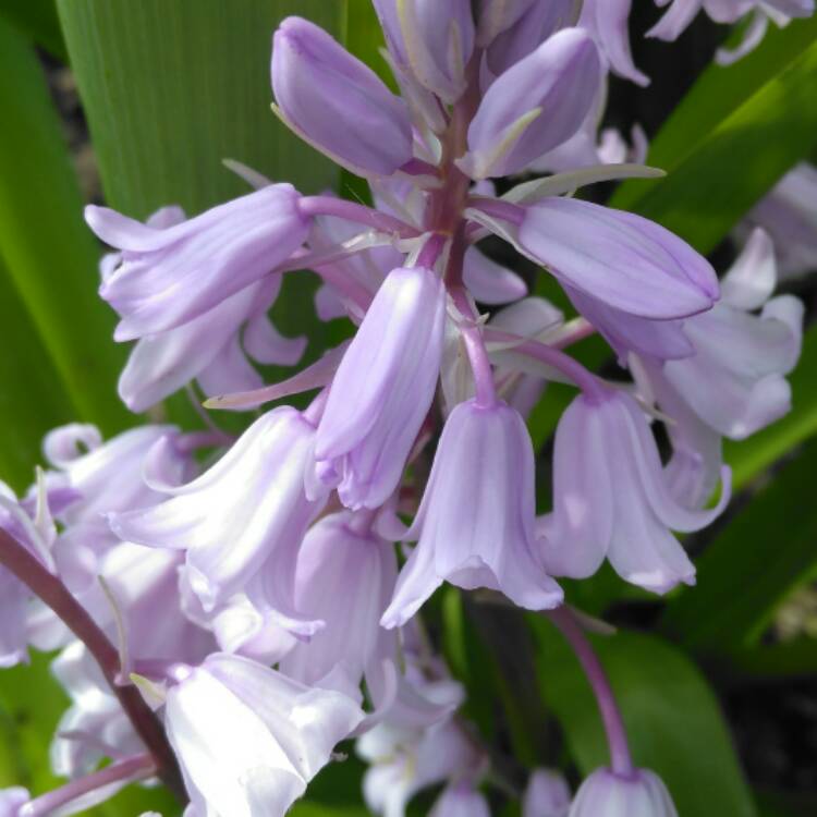 plant image 383072