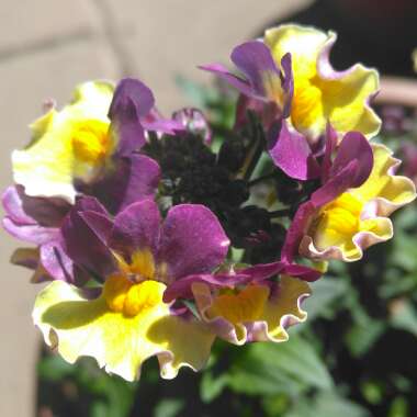 Nemesia aroma 'Rhubarb And Custard'
