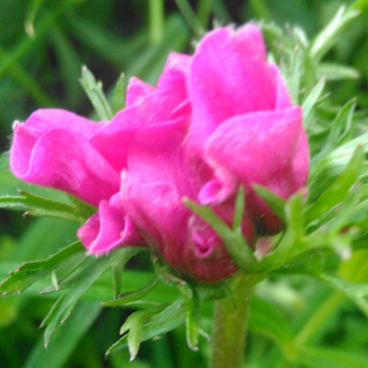 Plant image Anemone coronaria 'Harmony Orchid'