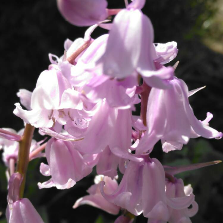 plant image 399584