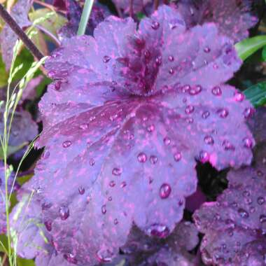 Heuchera 'Midnight Rose'