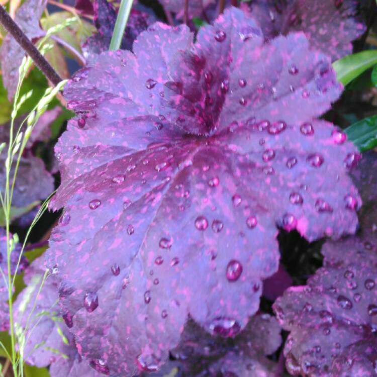 plant image 399588