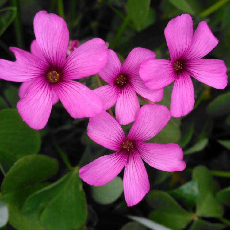 plant image 399860