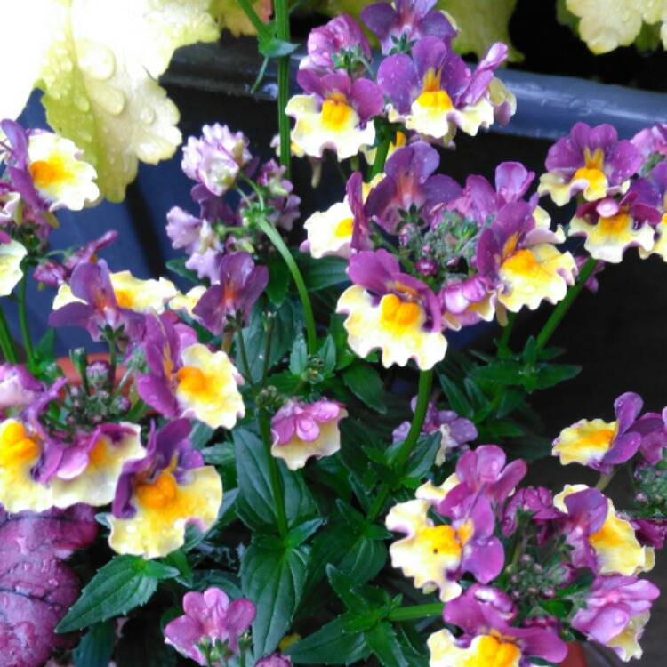 plant image 409080 plant image 409080