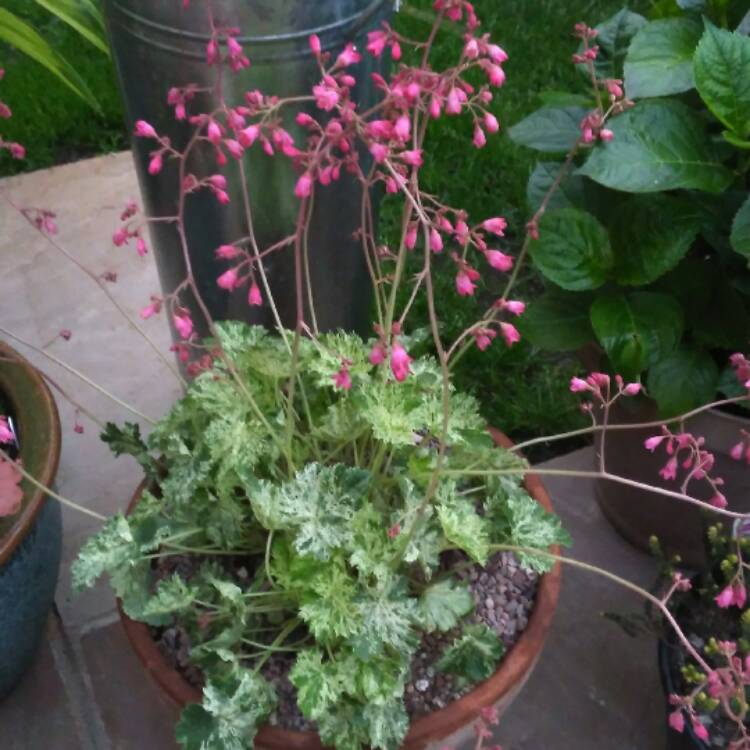 Plant image Heuchera 'Snow Angel'