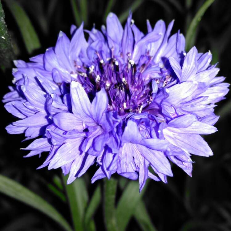 Plant image Centaurea cyanus 'Blue Boy'