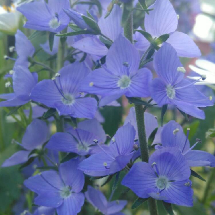 plant image 417338 plant image 417338