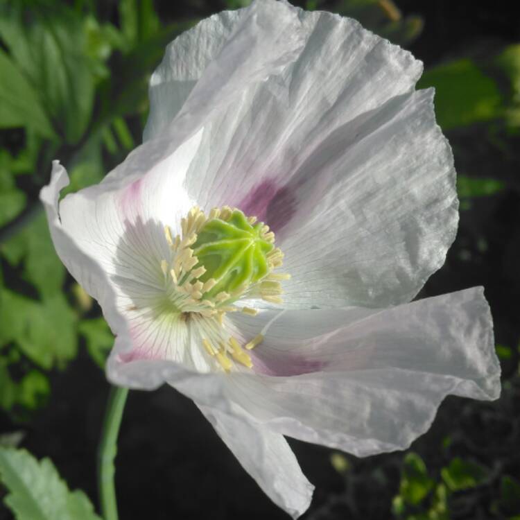 plant image 428509 plant image 428509