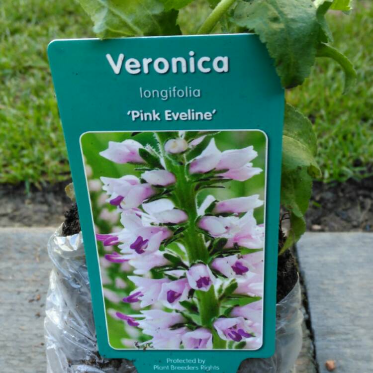 plant image 431548