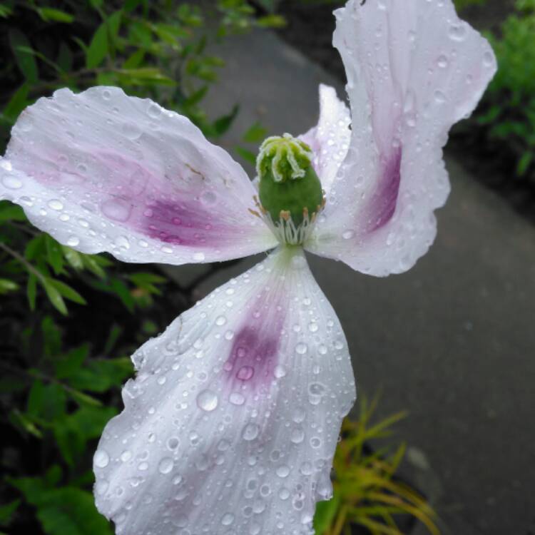 plant image 435914 plant image 435914