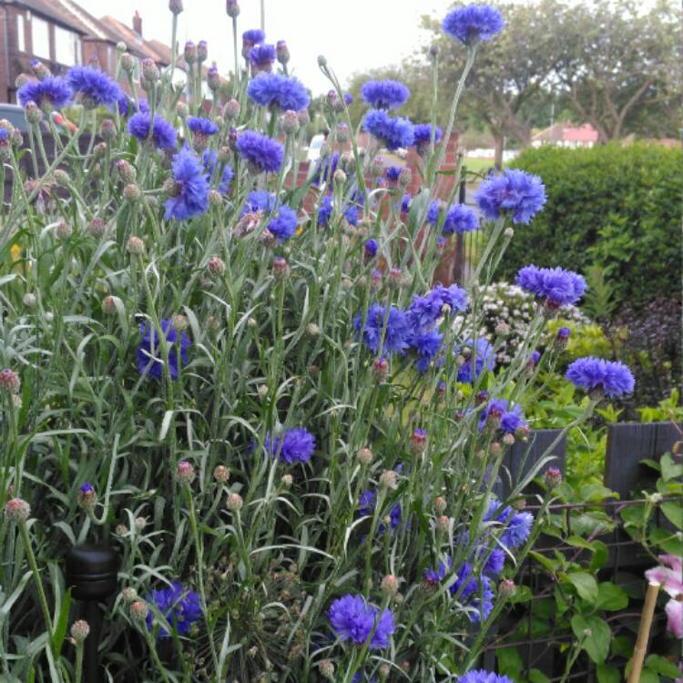 plant image 438689 plant image 438689