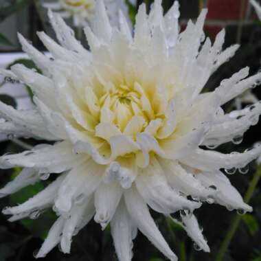 Dahlia
