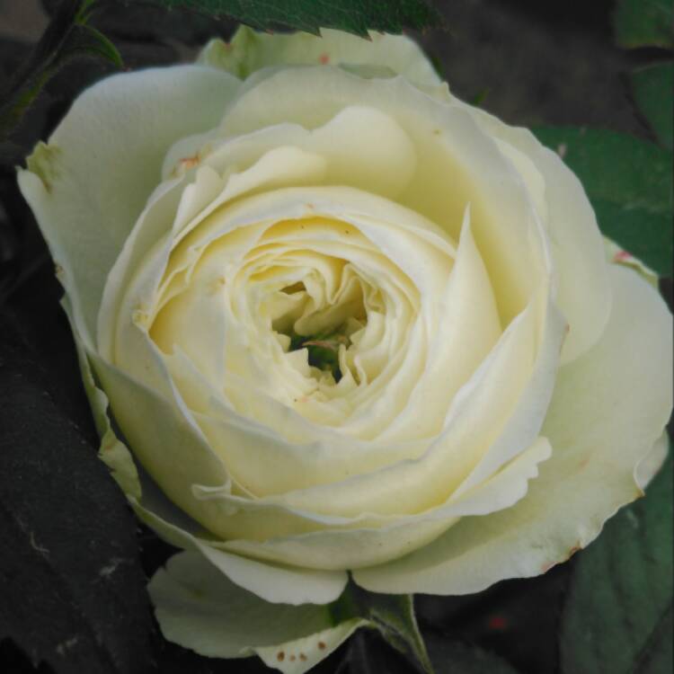 plant image 449077 plant image 449077