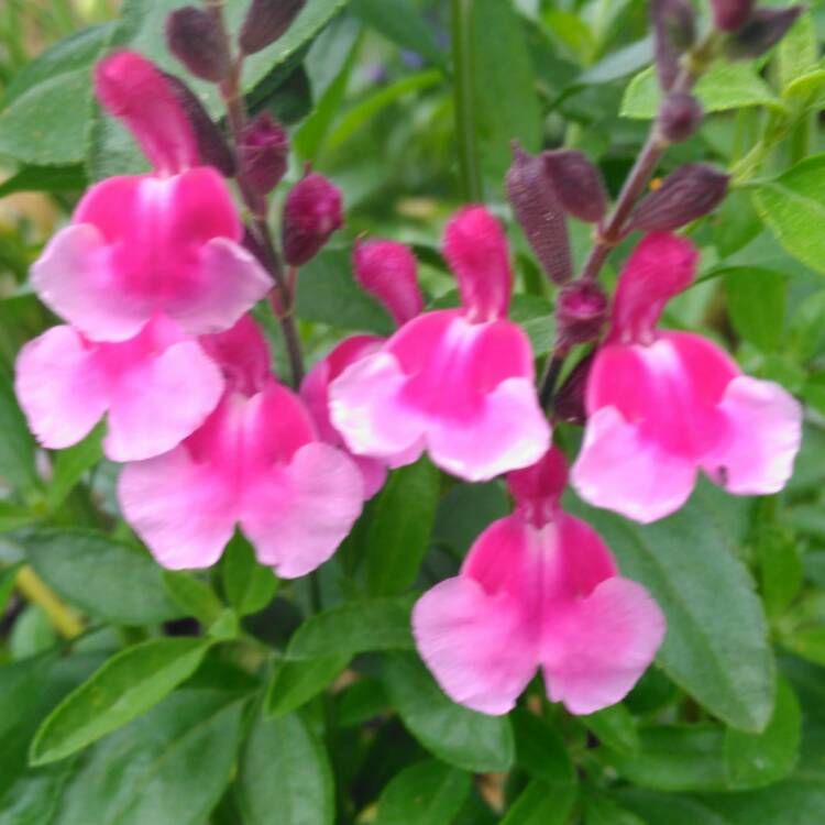 plant image 450211 plant image 450211