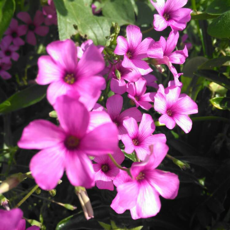 plant image 450244