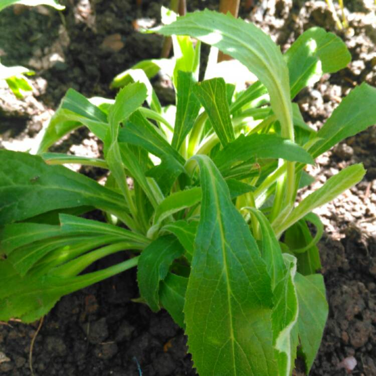 plant image 452044