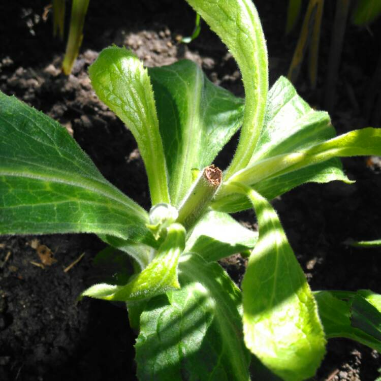 plant image 452054