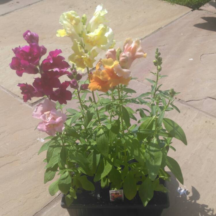 plant image 453974