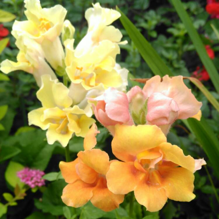 plant image 455034