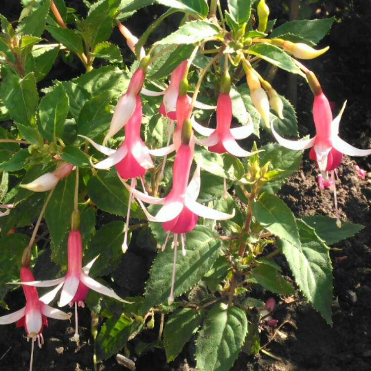 Plant image Fuchsia 'Lyes Unique'