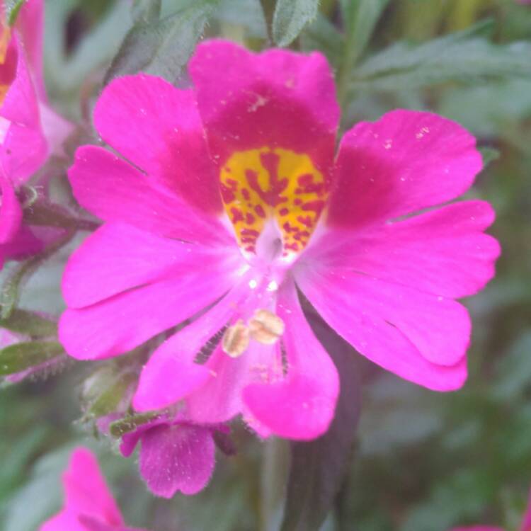 plant image 457156 plant image 457156