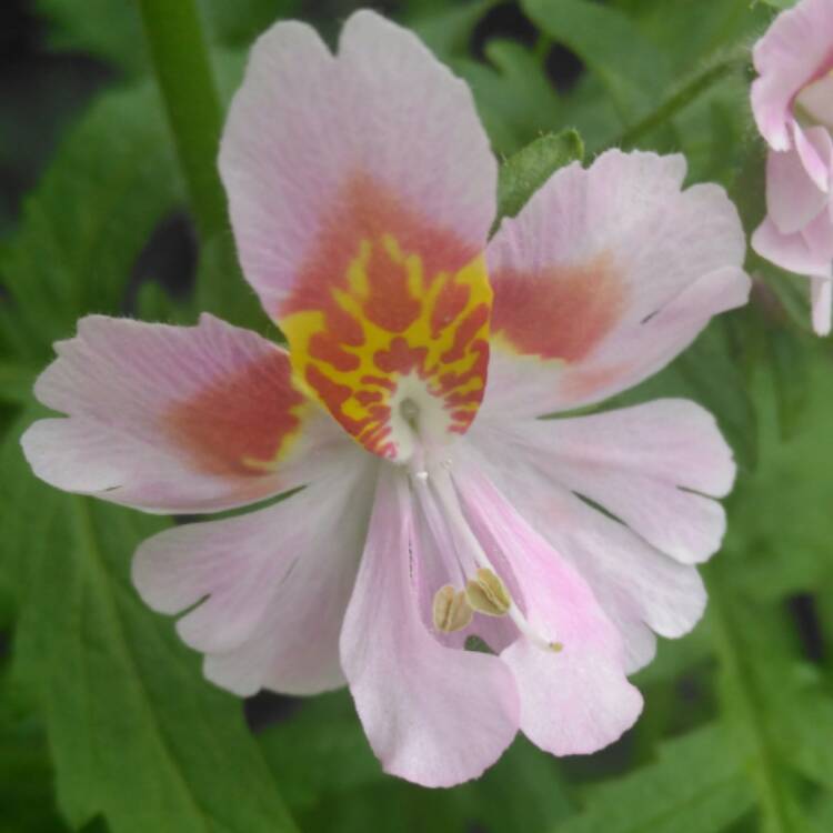 plant image 457162 plant image 457162