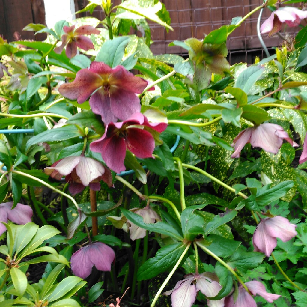 plant image 45822 plant image 45822