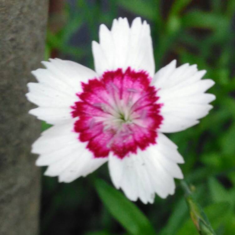 plant image 459111