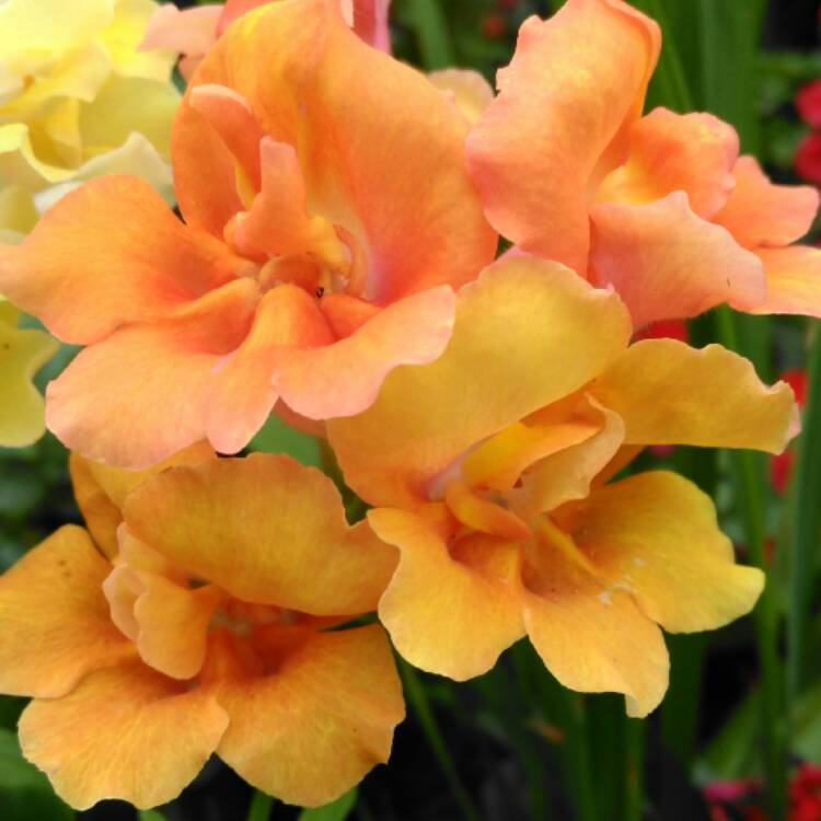 plant image 459145