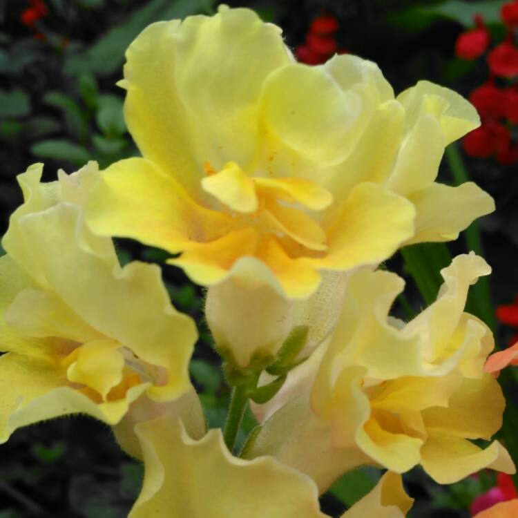 plant image 459150